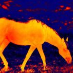 Was ist Pferdethermografie